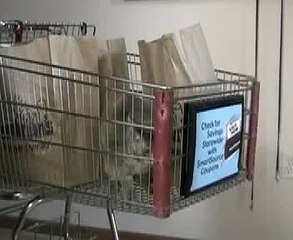 Dancing Queen Jolene