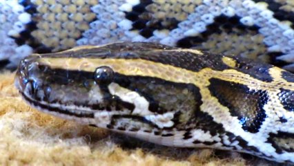 Male Burmese Python