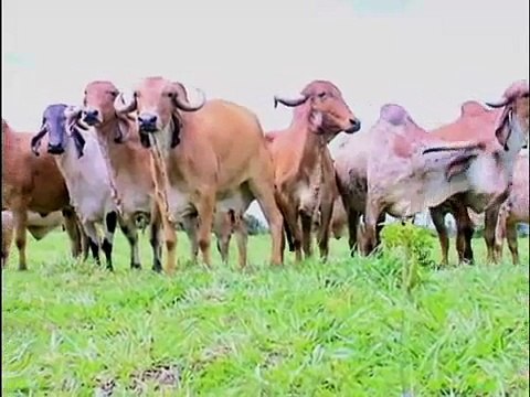 FAZENDA SÃO JOÃO BOSCO (SILVANIA-GO)