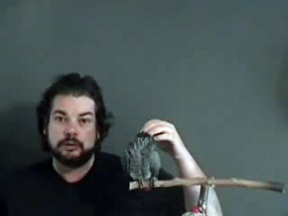 Parrot talking training: Tips for talking by owner of one of the worlds famous talkers Pt 1