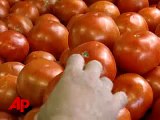 Some Fla. Tomatoes Behind Salmonella Outbreak?