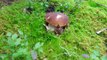 Funghi Porcini in Norvegia (Boletus edulis). Mushrooms in Norway.