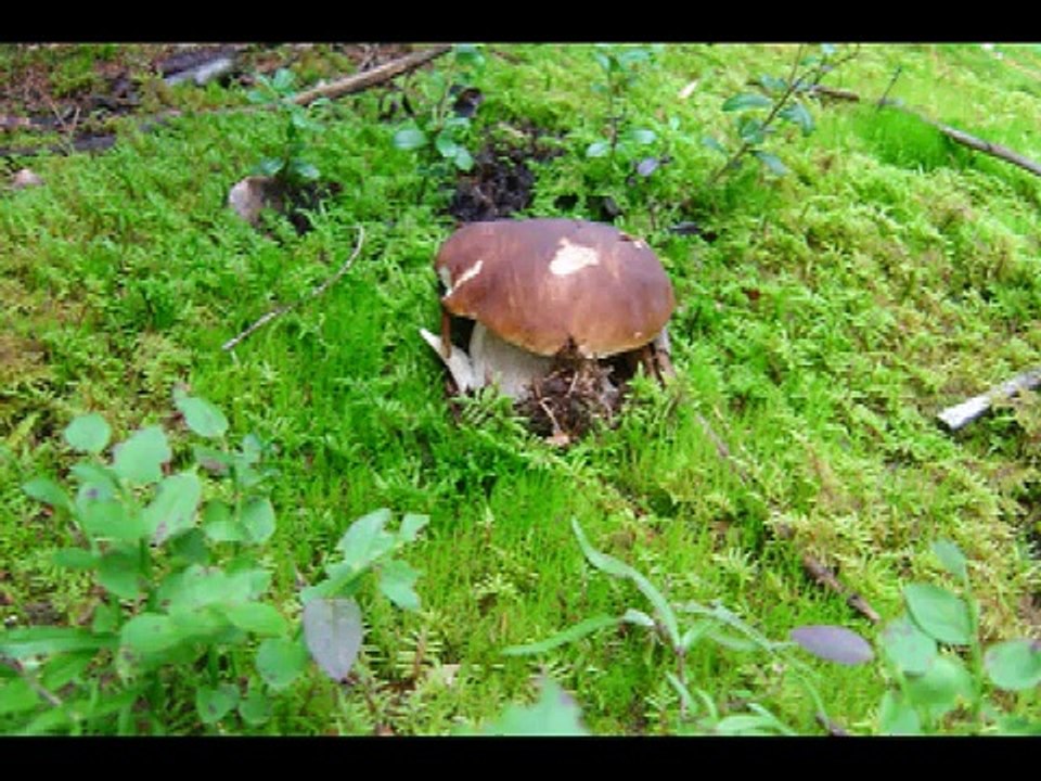 Funghi Porcini in Norvegia (Boletus edulis). Mushrooms in Norway.