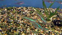 Wild Green Neon Tetra (Paracheirodon simulans) for sale at Tyne Valley Aquatics