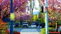 One of the Most Beautiful City in the World - Vancouver BC -npmake.com