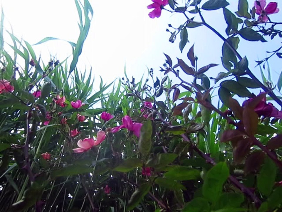 Ecoutez le vent dans les roseaux, parc Martin Luther King (Batignolles, Paris 17e) le 9 juin 2015