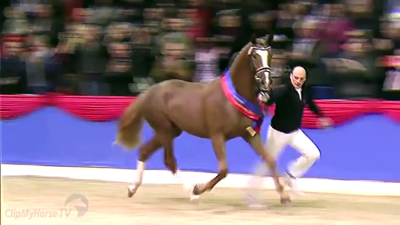 De Niro - Hengste 2014