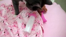 Kitty Cat Drinks From Baby Bottle