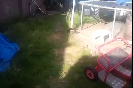 Een vogel in de tuin wat zou dat betekenen? deel 1