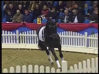 Laries Crusador XX x Robin Stallion Oldenburg 2009