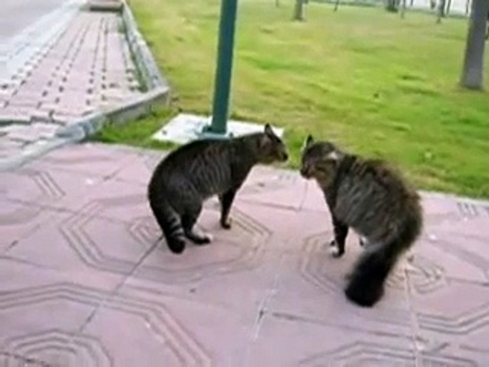 CAT FIGHT