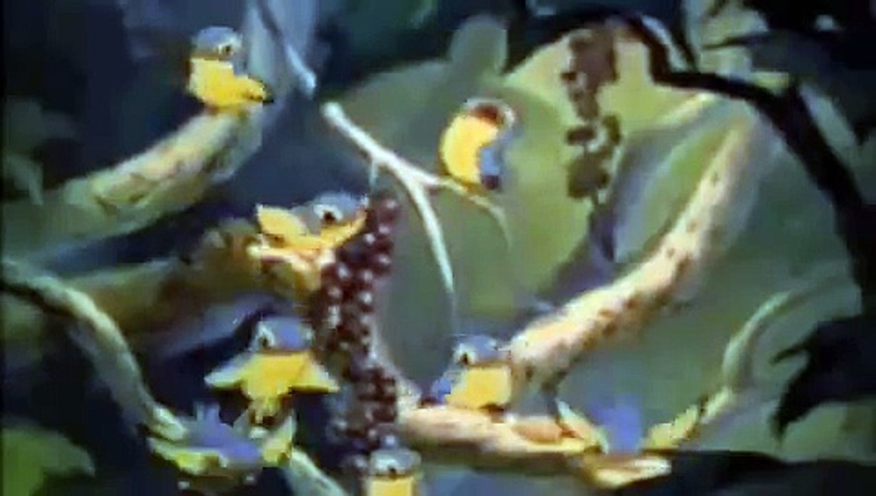 Bambi-Saying Bird