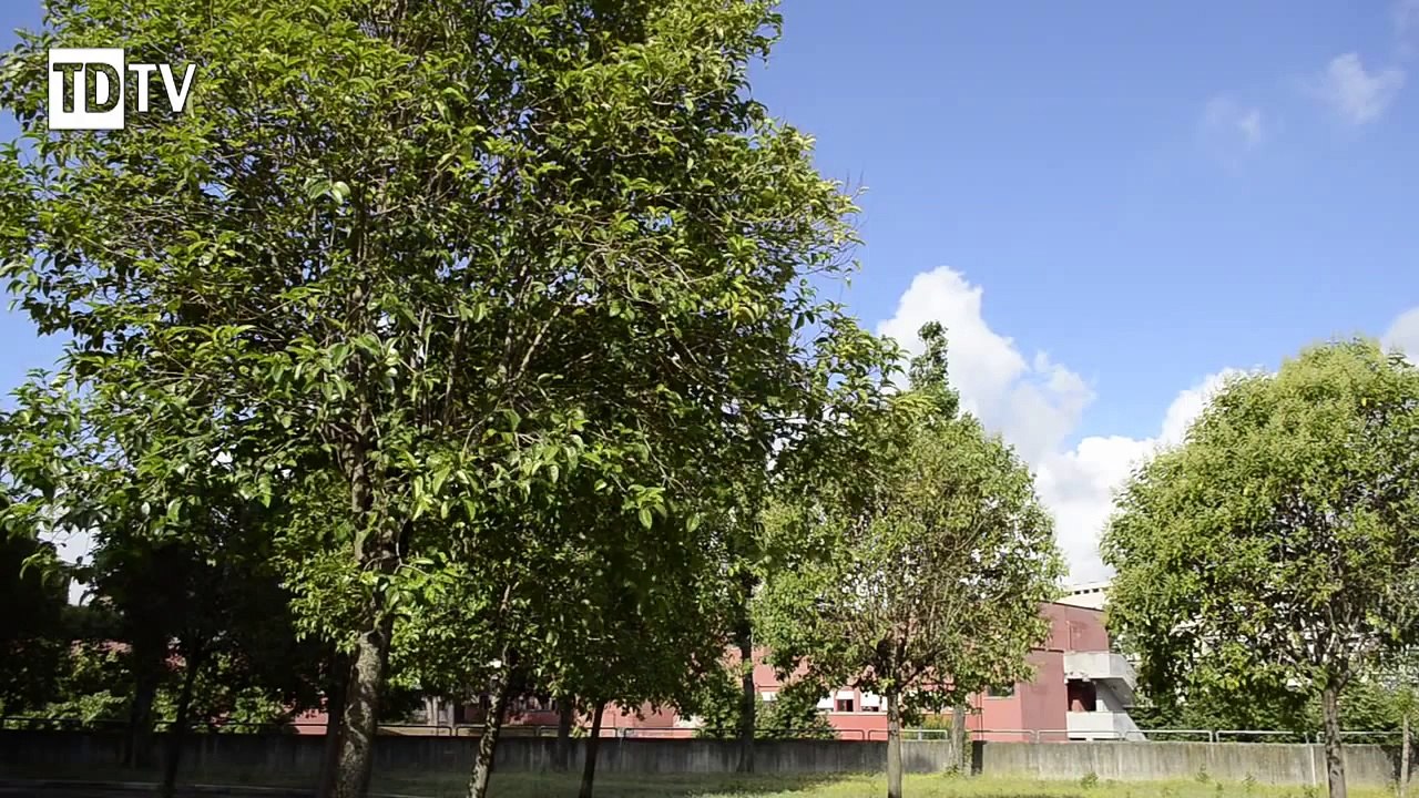 Nikon D5100: riprese video