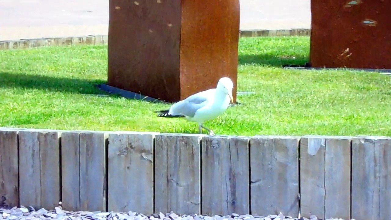 Sammy The Seagull Gets His Groove On