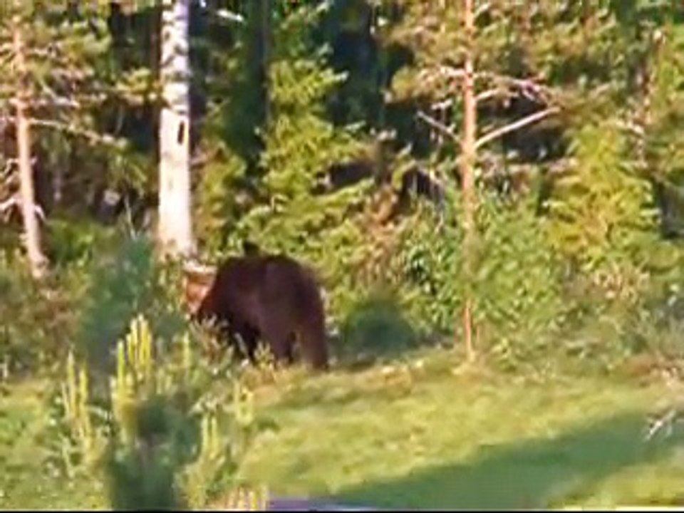 Small Families Holidays for Single Parent Families - Finland Brown Bears