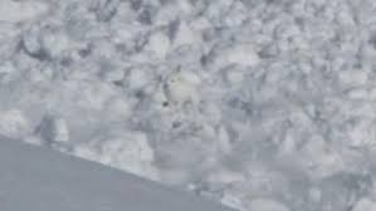 Rabbit or avalanche, which will be the strongest?