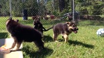 Puppies for sale German Shepherd puppies play with IQ games Vom Barron's Pride GSD