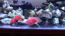 240 gallon acrylic fish tank aquarium