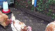 Ex-Battery Hens a month since release from battery farm.