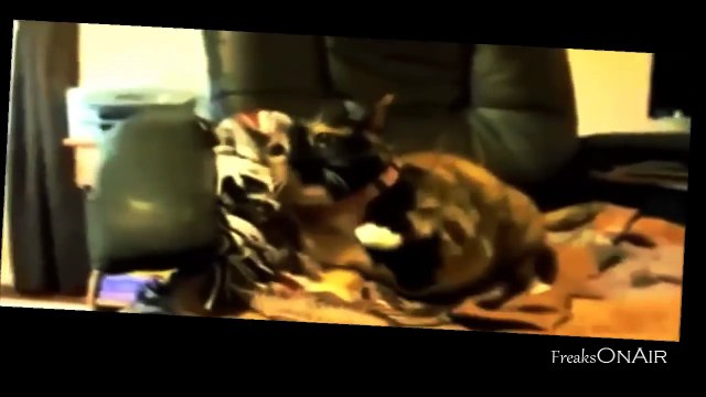 Lustige Katzen Videos zum totlachen Juni 2014 neu