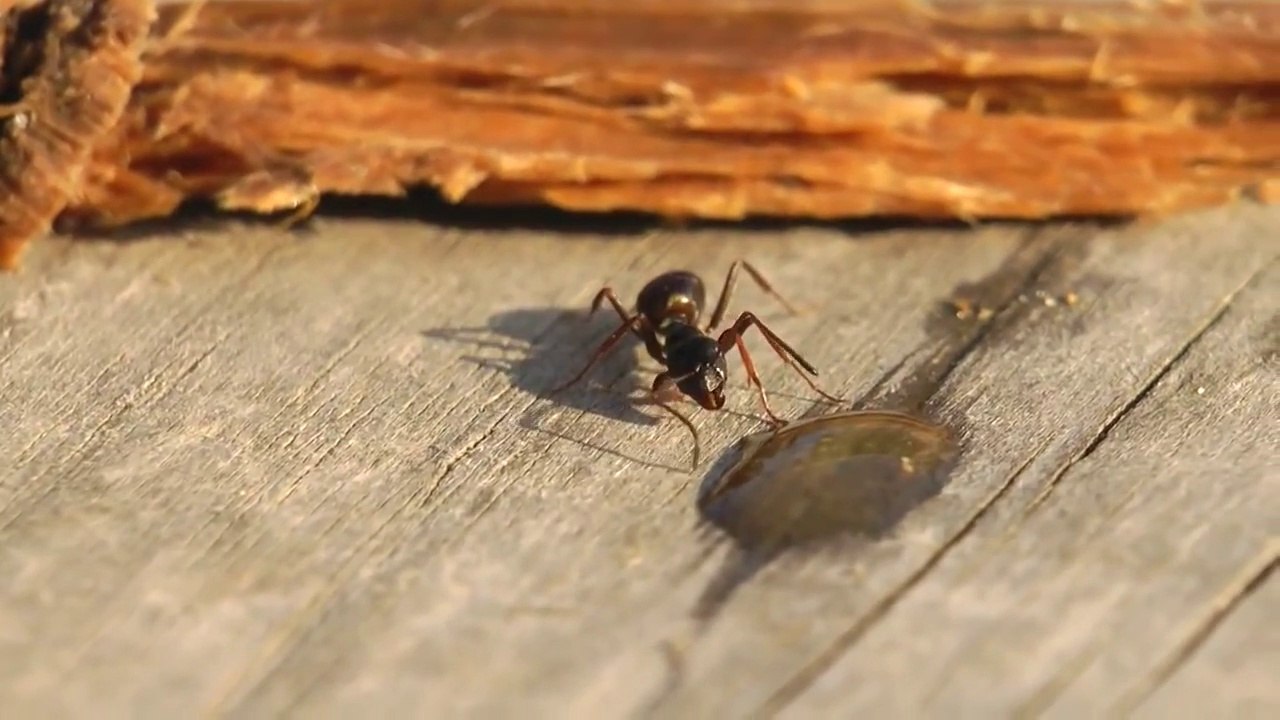 Une fourmi russe boit de la vodka