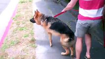 The Good Dog Minute 5/24/13: Training a Seriously Aggressive German Shepherd