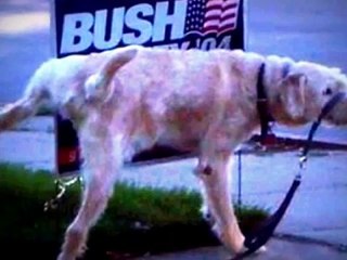 the most amazing funny pics video