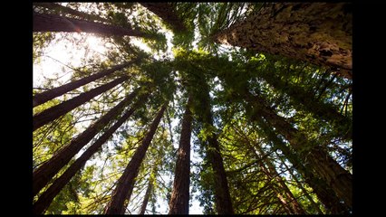 Wendy Burch Steel - Open Wings CD  - "If I Had Wings"