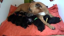 15ème vidéo des chiots Staffies de la 20ème portée de Staffordland