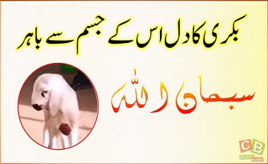 Goat having outgrouwn heart