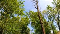 Chasse aux corbeaux (Destruction de corbeaux freux) dans les Vosges en caméra embarquée GOPRO