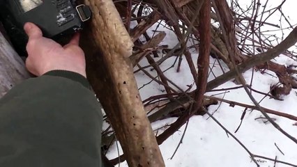 BIGFOOT EVIDENCE-WHY NO BF ON TRAIL CAMERA?