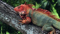 5 razones por las que debes tener una iguana