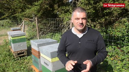 Apiculture. Cinq ruches pour produire le "Miel de Vannes" (Le Télégramme)
