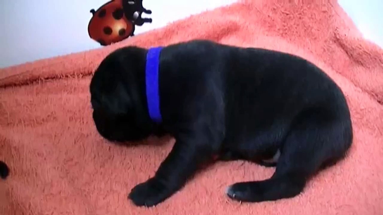 19ème vidéo du 4ème chiot Staffie Mâle de la 20ème portée de Staffordland