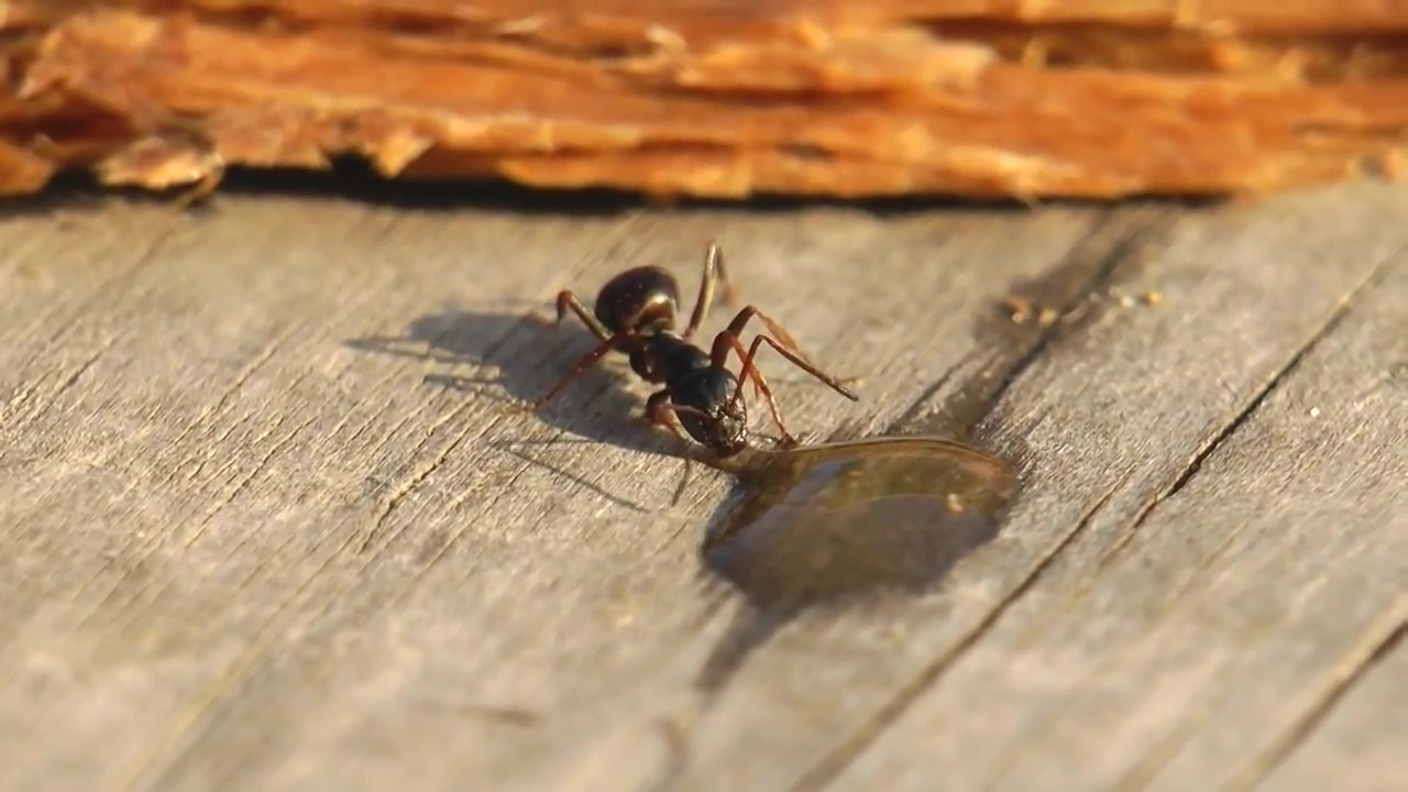 En Russie, tout le monde boit de la Vodka, même les fourmis