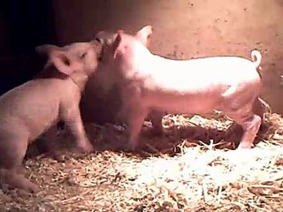 Piglets Play Fighting