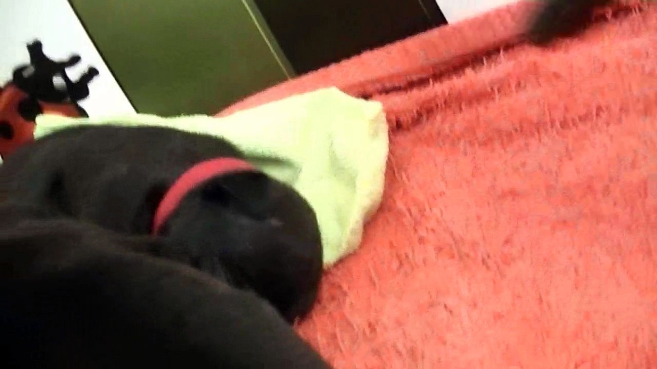 22ème vidéo du 7ème chiot Staffie Mâle de la 20ème portée de Staffordland