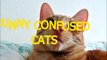 Cute cats feel confused - Funny cat compilation