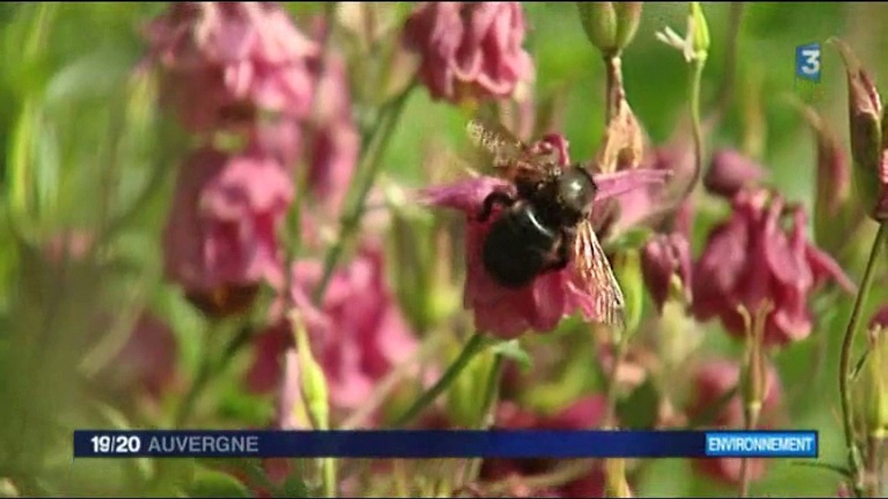 Reportage France 3 pour la Porte-ouverte Jardins au naturel organisée par ANIS étoilé les 30 et 31 mai 2015