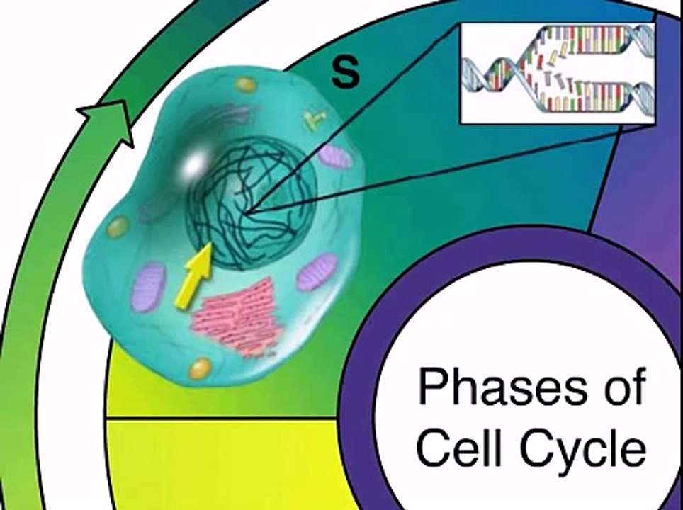 Cell Cycle