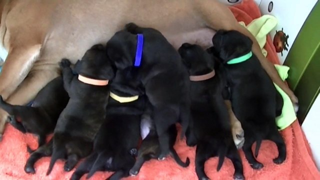 25ème vidéo des chiots Staffies de la 20ème portée de Staffordland