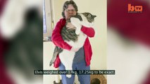 Le nouveau plus gros chat du monde pèse 17 kilos !