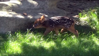 Un bébé pudu de 5 jours