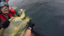 Coast Guard drug mission becomes a sea turtle rescue