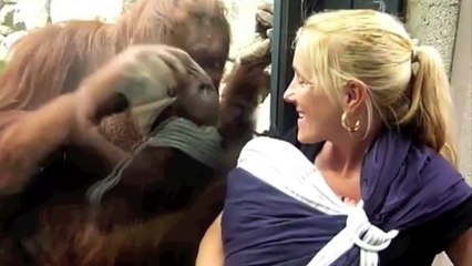 Orangutan Wants to See Baby
