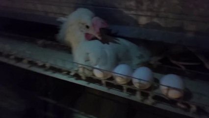 Costco Doesn’t Want You To Know Whats Wrong With These Eggs