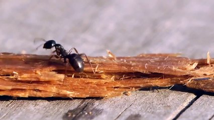 Une fourmi saoule après avoir bu de la vodka !