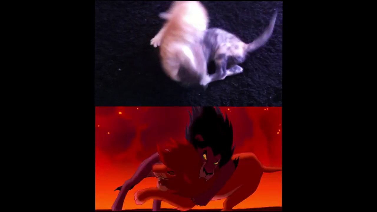 Le Roi Chaton - Le Roi Lion de Disney avec des vrais bébé chats