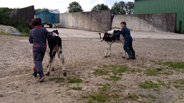 Bourthes : Pierre et Joséphine entraînent leurs génisses pour le concours agricole